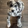 Great Dane puppy