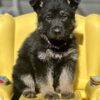 AKC GSD Puppies