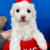 Popcorn the Maltipoo