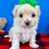 Pumpkin the Maltipoo