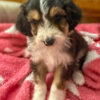 Ezra – Toy Aussiedoodle