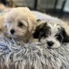 Cavapoo-Maltipoo puppies