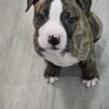Brindle Bully with gray eyes
