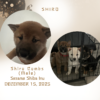 Shiro. Sesame Male, Shiba Inu Puppy