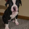 American Bulldog Puppies