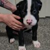 American Bulldog Puppies