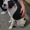 American Bulldog Puppies