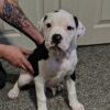 American Bulldog Puppies