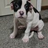 American Bulldog Puppies