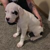American Bulldog Puppies