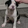 American Bulldog Puppies