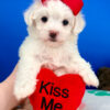 Popcorn the Maltipoo