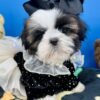 Sassy the Shih Tzu