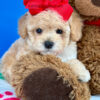 Biscuit the Maltipoo