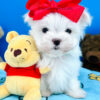 Snowy the Maltese