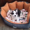 AKC pembroke welsh corgis