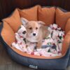 AKC Registered pembroke welsh corgi