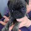 AKC Brindle female Pug puppy