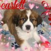Saint Bernese Designer Hybrid Pups