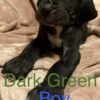 Great Dane – Pure Bred