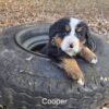 Cooper