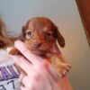 Miniature daschund