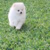 8wk Female Pomeranian