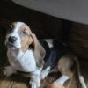 American Basset Hound Girl