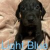 Great Dane – Pure Bred