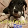 Great Dane – Pure Bred