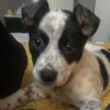 Australian Cattle Dog for Sale