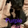 Great Dane – Pure Bred