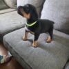 🐾  Rottweiler  Puppy 🐶