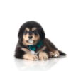 Tibetan Mastiff Puppy