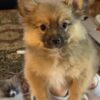 Pomeranian Puppy