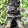 AKC GSD Puppies