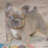 AKC Fluffy Frenchie, Kirby