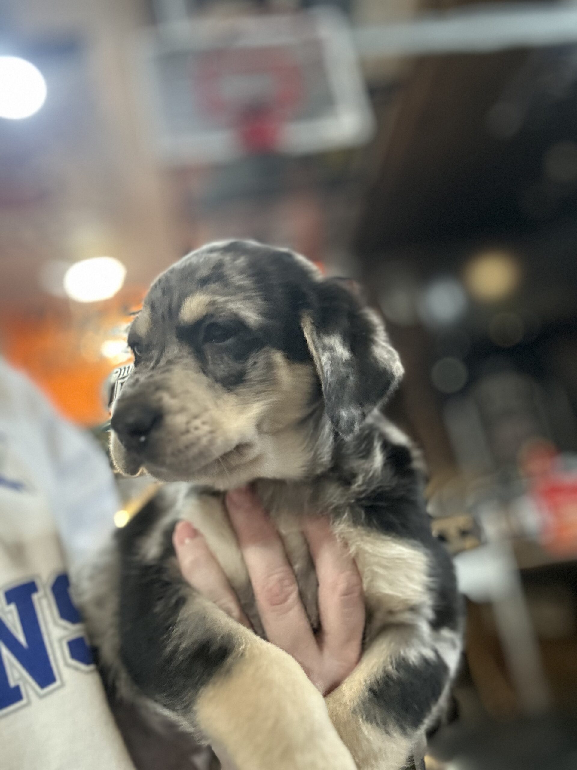 Austrailian Shepard and Lab Mix Puppies for Sale – PuppyList