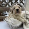 Goldendoodle male