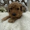 Goldendoodle female