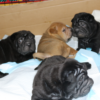 AKC Chinese Shar Pei Puppies Born 01/02/2026
