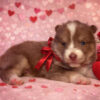 Gorgeous Mini Husky Puppy!