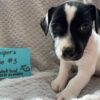 Jack Russell Puppies