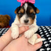 Lilly Rose the Biewer Terrier