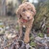 Goldendoodle