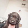 Colossus – Adorable Purebred Chocolate Lab