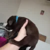 Gambit – AKC registered Purebred Chocolate Lab puppy