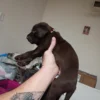 Cyclops – AKC Purebred Chocolate Lab