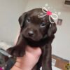 Rogue – AKC registered Purebred Chocolate Lab