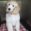 Standard Poodle
